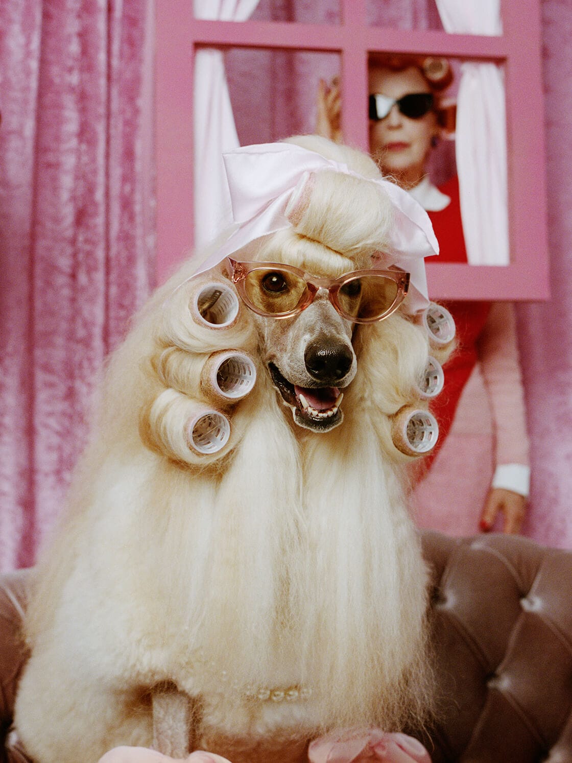 マダム・アイリスとその愛犬の奇妙な日常