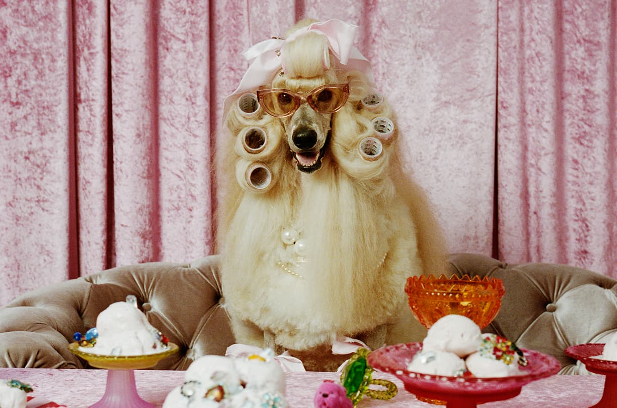 「マダム・アイリスとその愛犬の奇妙な日常」 トレンドのキャットアイサングラス