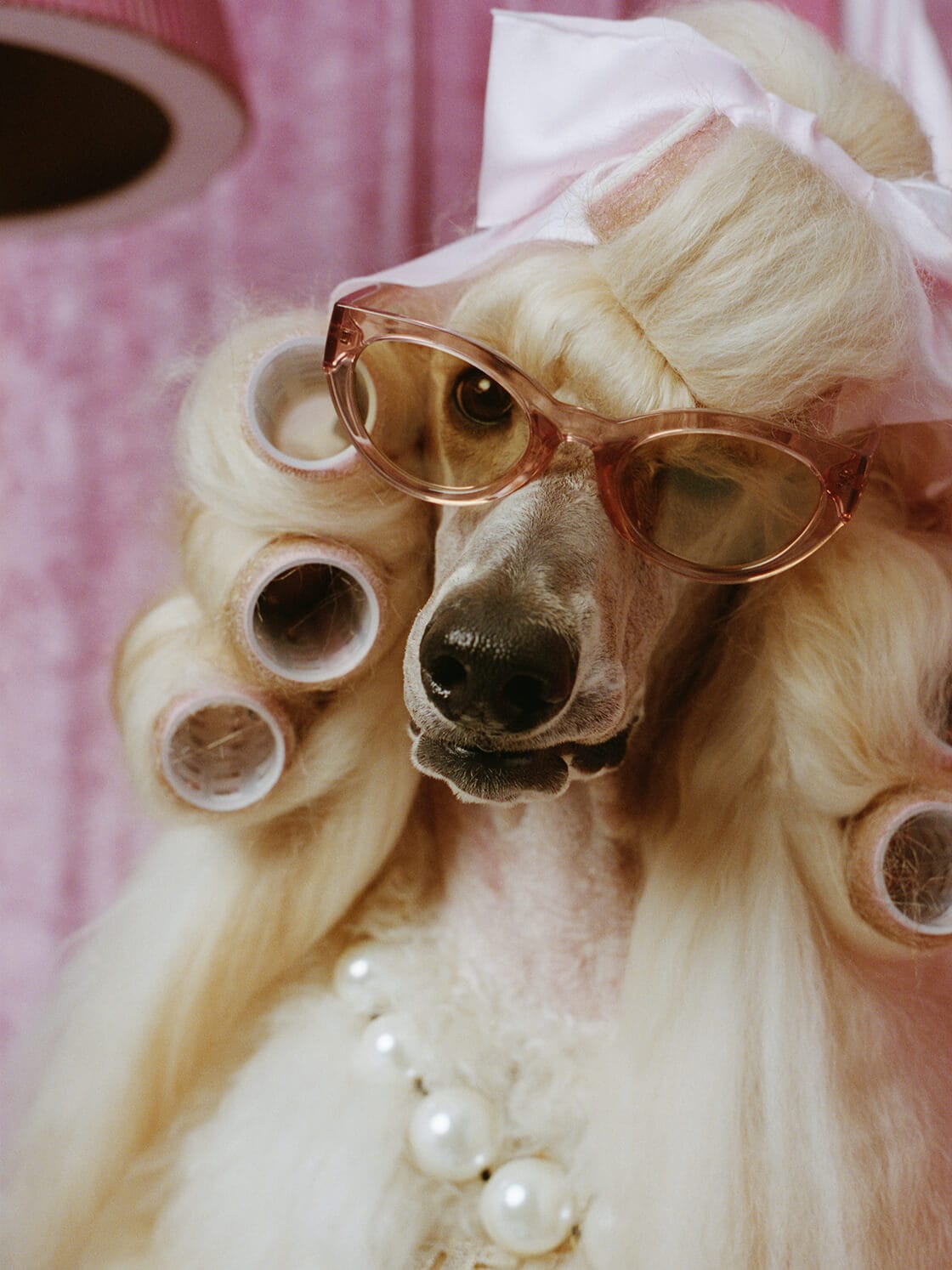 マダム・アイリスとその愛犬の奇妙な日常