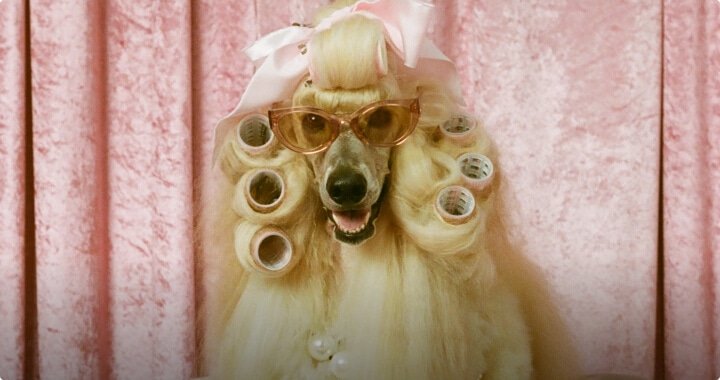 マダム・アイリスとその愛犬の奇妙な日常